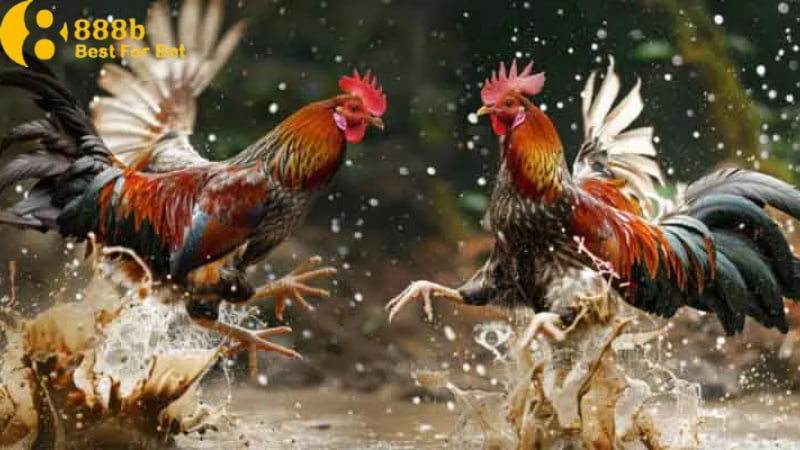 luật chơi đá gà Giới thiệu về luật chơi đá gà dành cho tân thủ
