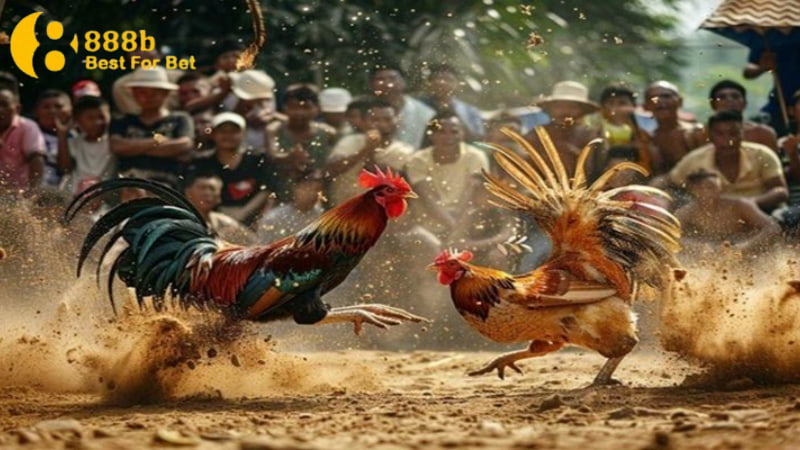 luật chơi đá gà Quy định về kết quả trận đấu trong thời gian nhất định