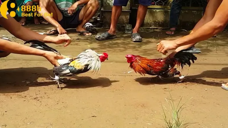 trực tiếp đá gà tre Tìm hiểu khái quát về Trực tiếp đá gà tre là gì?