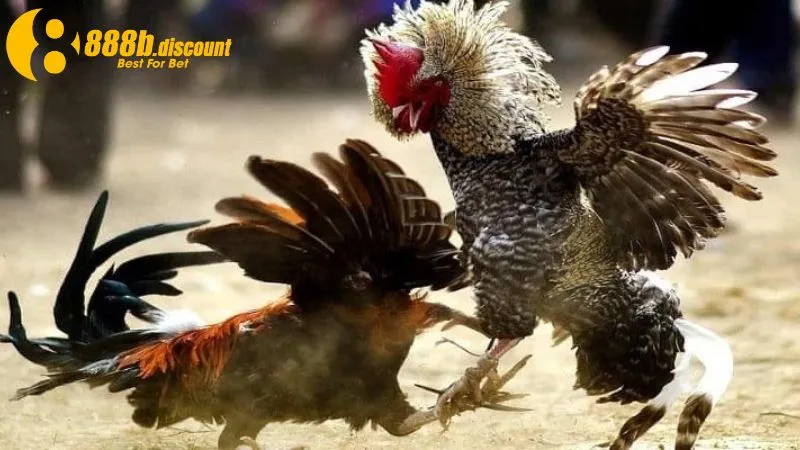 Chọi gà cựa dao mang đến trải nghiệm cực hấp dẫn