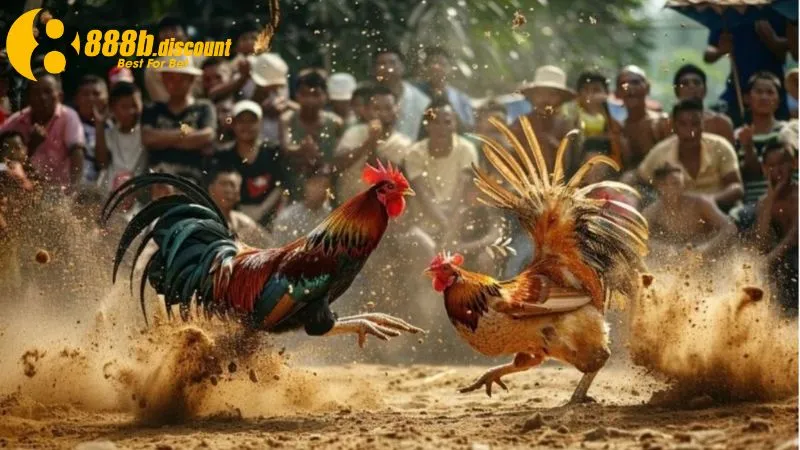888B cung cấp nhiều kèo cược đá gà cho người chơi
