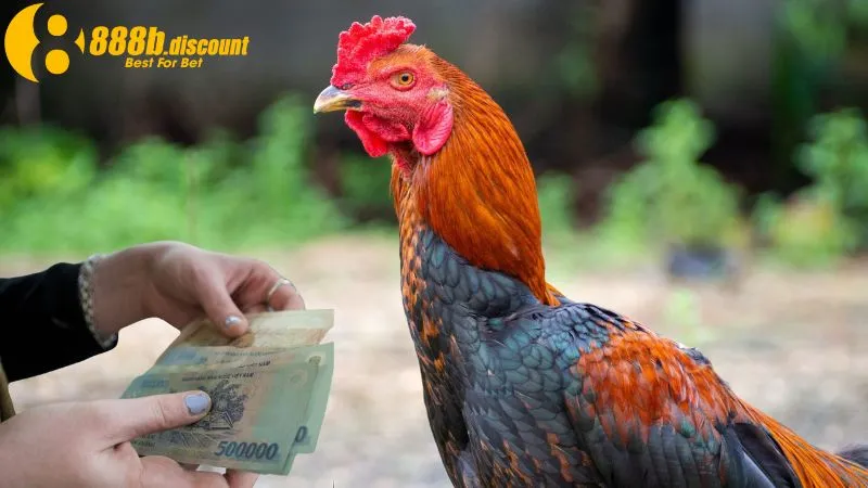 Chiến kê có nhiều màu mệnh khác nhau tùy theo đặc điểm
