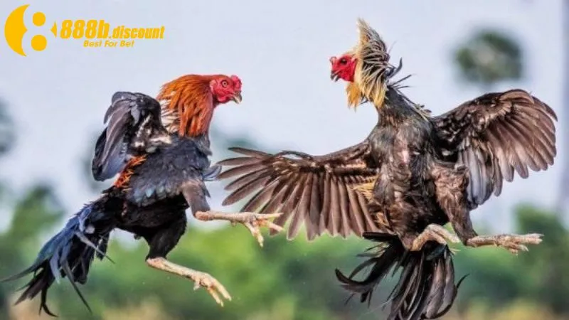 Có 5 mệnh gà đá phổ biến mà kê thủ cần tìm hiểu