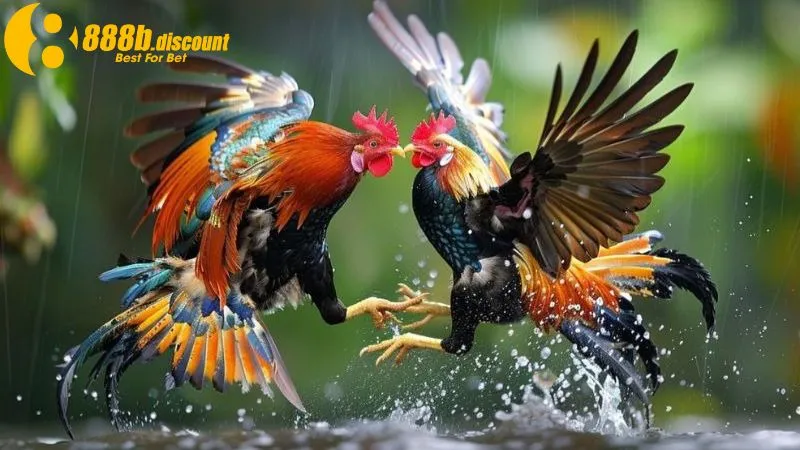 Đa dạng thể loại đá gà hấp dẫn tại sảnh Digmaan