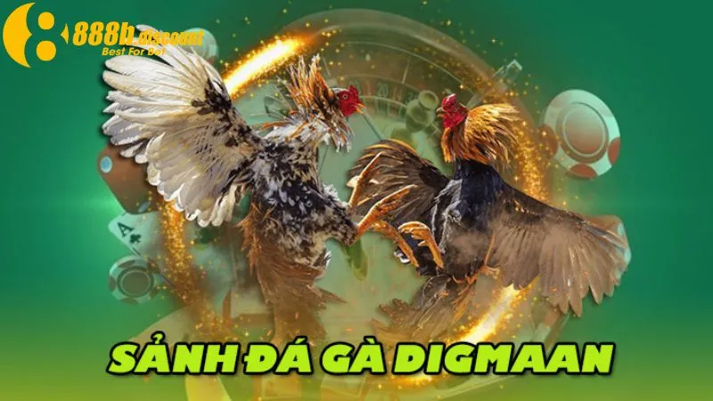 Đá gà sảnh Digmaan với vô vàn trận đấu kịch tính
