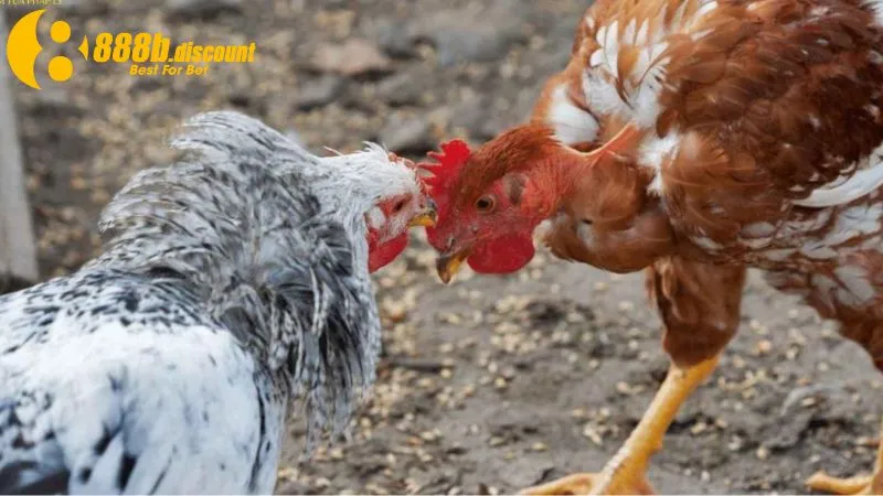 Kê thủ cần tuân thủ quy định riêng của sới gà