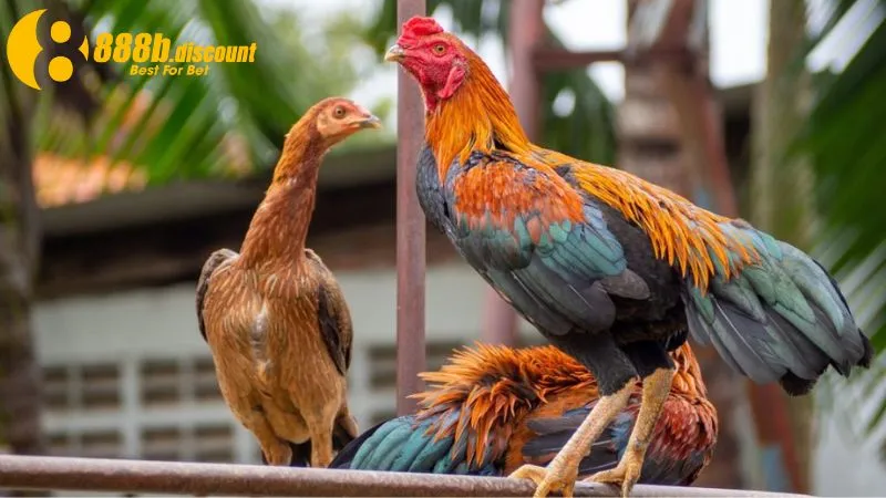 Màu mạng gà đá thể hiện tính cách của chiến kê