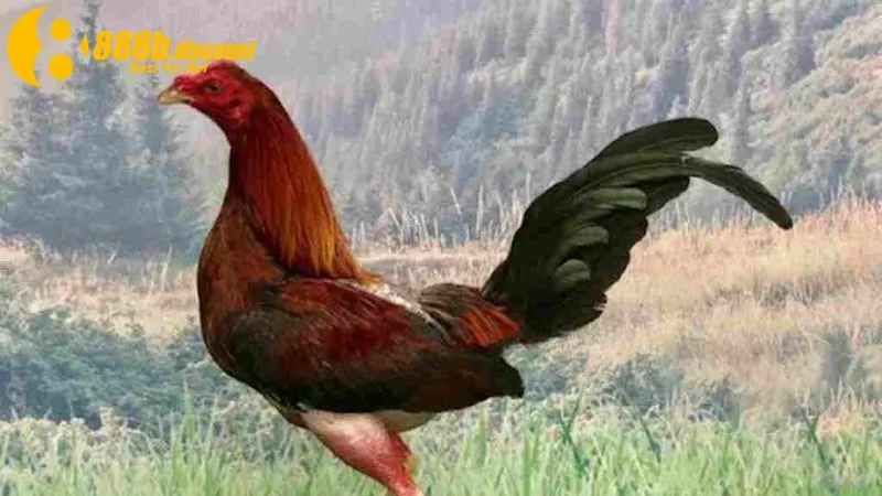 Chăm sóc, nuôi dưỡng chiến kê đúng kỹ thuật