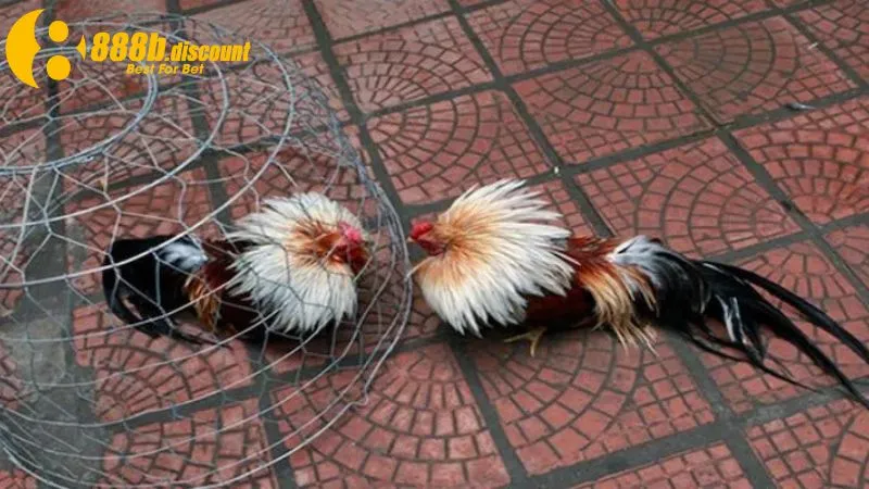 Chiến kê Cuban có các đòn đánh mạnh mẽ