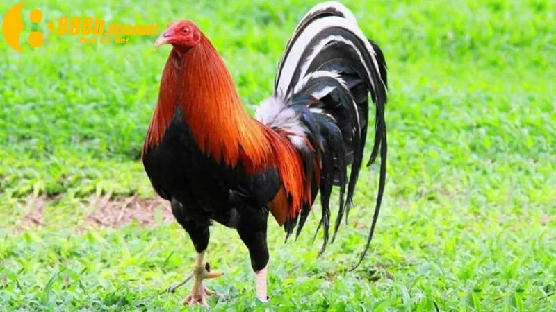 Giống gà Cuban được các sư kê săn lùng