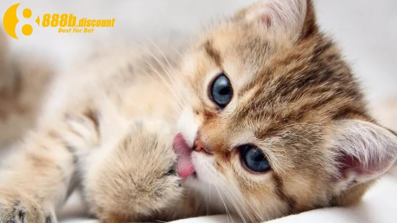 Dự đoán con số may mắn theo chi tiết giấc mơ