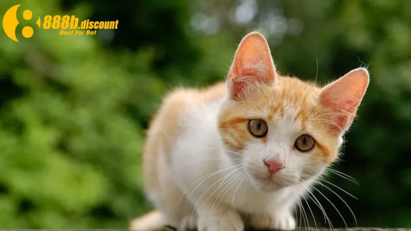 Mơ mèo nhảy vào người đại diện cho tài lộc