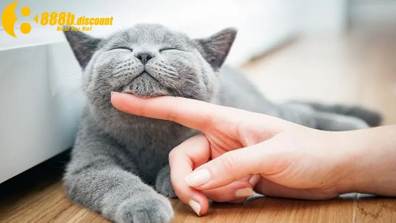 Ý nghĩa tích cực và tiêu cực khi mơ thấy mèo